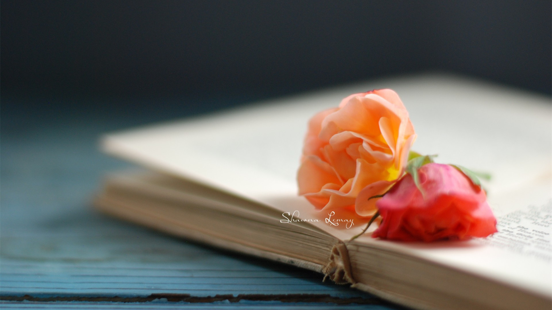 唯美玫瑰花与书籍高清桌面壁纸