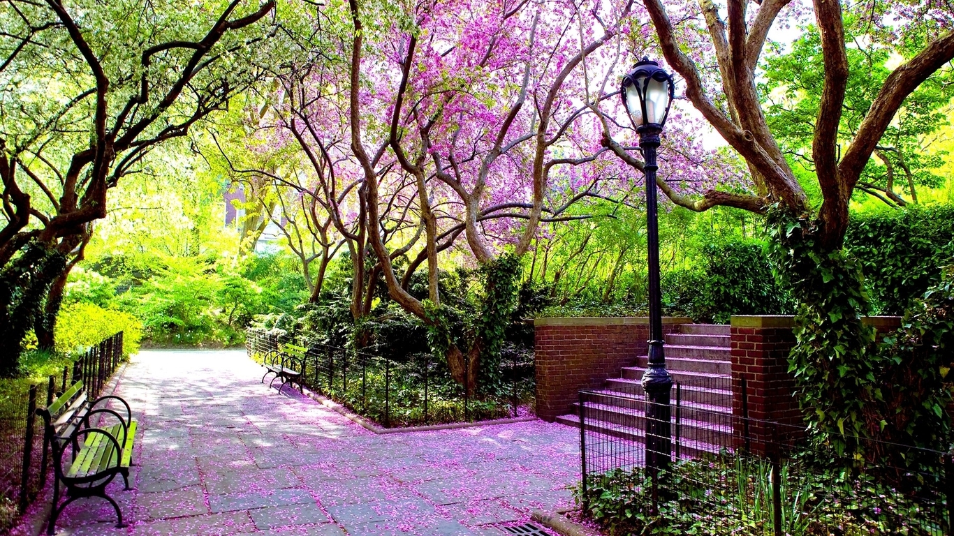 紫色花海树林公园高清壁纸