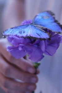 唯美的蓝色蝴蝶与紫色花朵高清手机壁纸