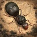 小小蚁国国际版手游安卓版下载-The Ants小小蚁国游戏v1.22.0最新