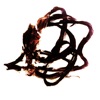 ·̵APP׿-·̵APP